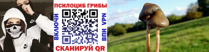 продажа наркотиков  Хвалынск  KRAKEN рабочий сайт  Псилоцибиновые грибы Cubensis 